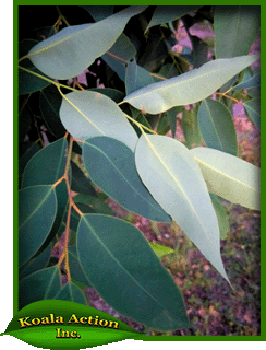 koala-action-inc-food-trees-Eucalyptus-major-leaves