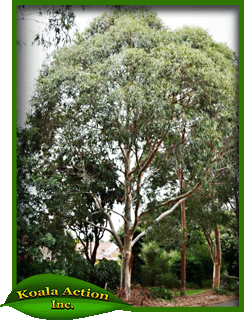 Eucalyptus-punctata-main