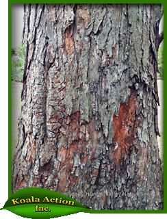 Eucalyptus-resinifera-bark