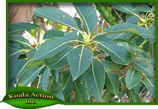 koala-action-inc-food-trees-Lophostemon-confertus-leaf