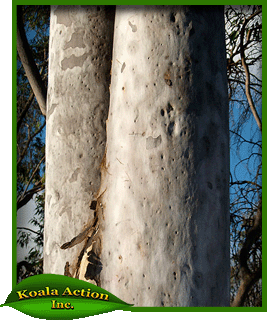 koala-action-inc-food-trees-Corymbia-citriodora-bark