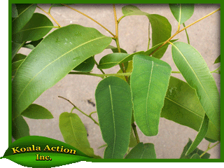 koala-action-inc-food-trees-Corymbia-citriodora-leaf