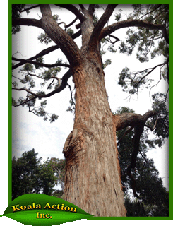 koala-action-inc-food-trees-Eucalyptus-acmenoides-bark
