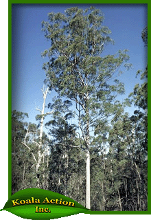 koala-action-inc-food-trees-Eucalyptus-acmenoides-main