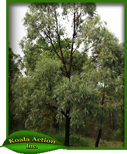 koala-action-inc-food-trees-Eucalyptus-crebra-main
