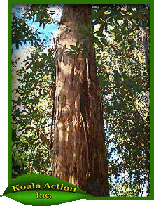 koala-action-inc-food-trees-Eucalyptus-grandis-bark
