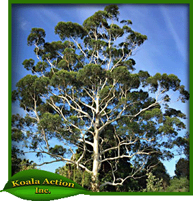 koala-action-inc-food-trees-Eucalyptus-grandis-main