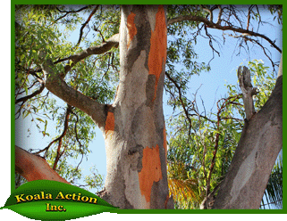 koala-action-inc-food-trees-Eucalyptus-major-bark