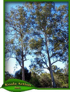 koala-action-inc-food-trees-Eucalyptus-major-main