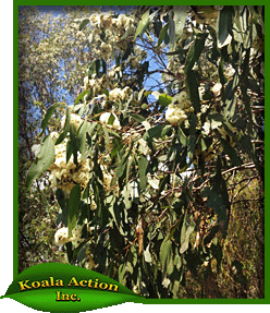 koala-action-inc-food-trees-Eucalyptus-moluccana-leaf