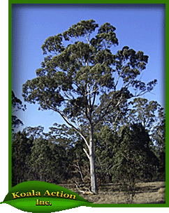 koala-action-inc-food-trees-Eucalyptus-moluccana-main