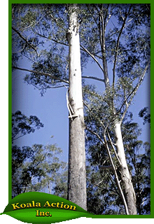 koala-action-inc-food-trees-Eucalyptus-pilularis-main
