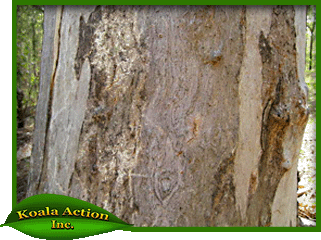 Eucalyptus-propinqua-bark