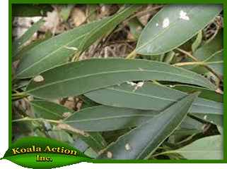 koala-action-inc-food-trees-Eucalyptus-propinqua-leaf