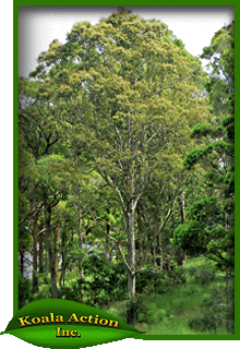 Eucalyptus-propinqua-main