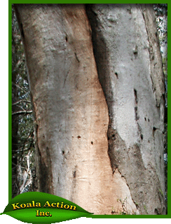 Eucalyptus-punctata-bark