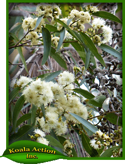Eucalyptus-punctata-leaf