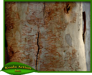 koala-action-inc-food-trees-Eucalyptus-racemosa-bark