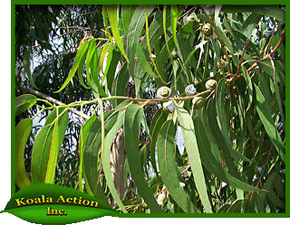 koala-action-inc-food-trees-Eucalyptus-racemosa-leaf