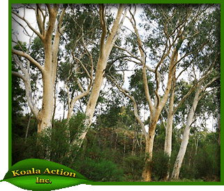 Messmate  200 Seeds Hardy Koala Eucalypt Food & Habitat Evergreen Tree 