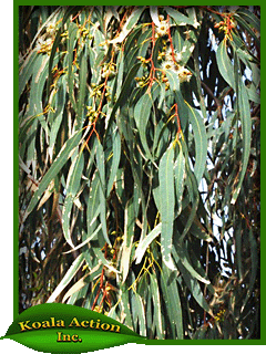 Eucalyptus-resinifera-leaf