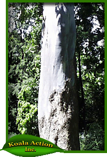 koala-action-inc-food-trees-Eucalyptus-saligna-bark