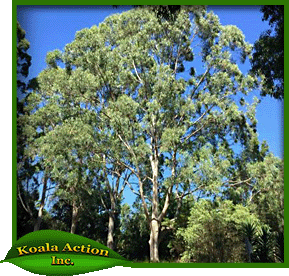 koala-action-inc-food-trees-Eucalyptus-saligna-main