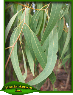 koala-action-inc-food-trees-Eucalyptus-seeana-leaves
