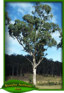 koala-action-inc-food-trees-Eucalyptus-seeana-main