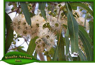 koala-action-inc-food-trees-Eucalyptus-tessellaris-leaf
