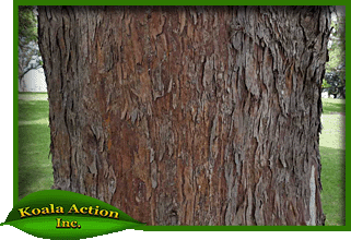 koala-action-inc-food-trees-Lophostemon-confertus-bark