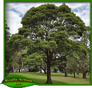 koala-action-inc-food-trees-Lophostemon-confertus-main
