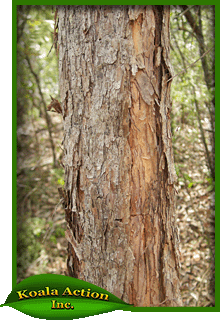 koala-action-inc-food-trees-Lophostemon-suaveolens-bark