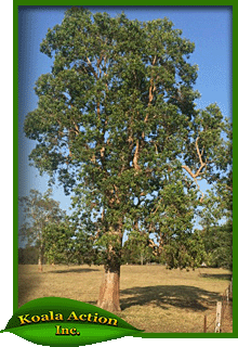 koala-action-inc-food-trees-Lophostemon-suaveolens-main