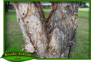 koala-action-inc-food-trees-Melaleuca-quinquenervia-bark