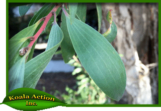 koala-action-inc-food-trees-Melaleuca-quinquenervia-leaf
