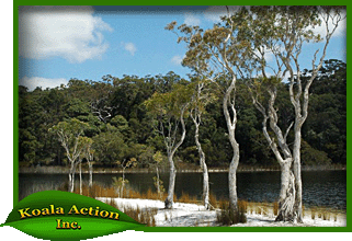 koala-action-inc-food-trees-Melaleuca-quinquenervia-main