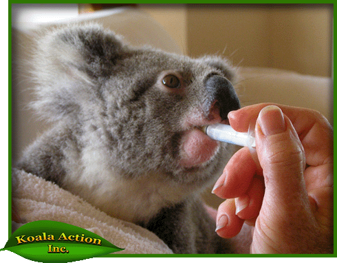 koala-caring