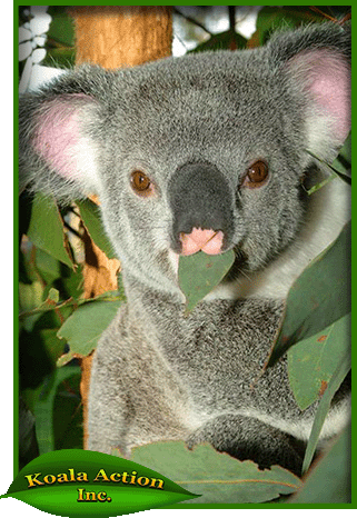 koala-food-trees-cody