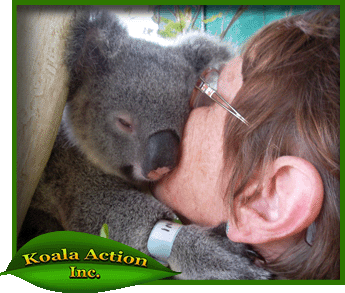 koala-in-care2