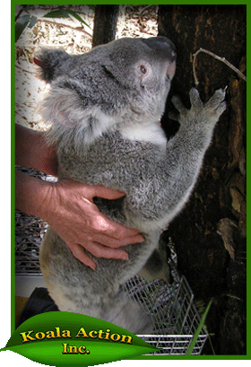 koala-release