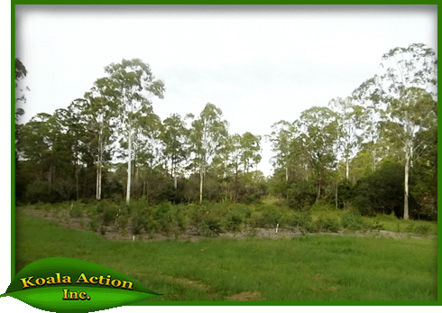 williamson-rd-morayfield-newly-planted