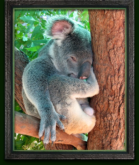 Koala Action Inc - Koala Education and Conservation Australia